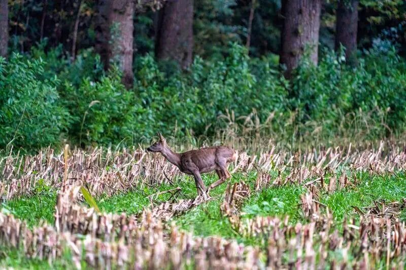 Do Deer Bed in Corn? • Support Wild