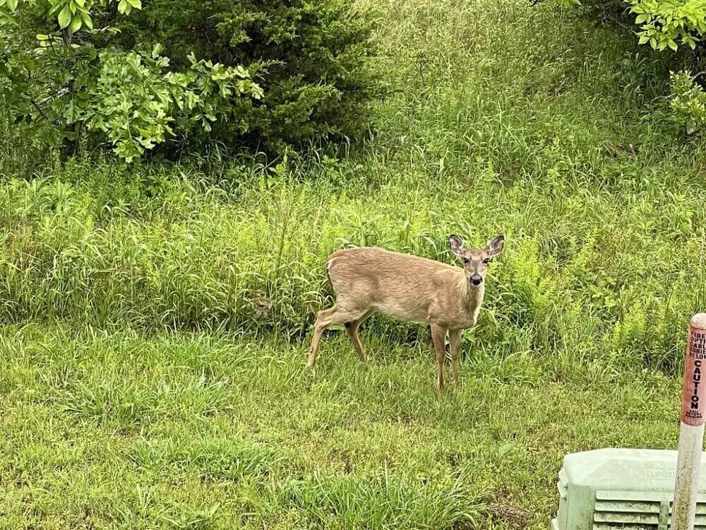 Do Deer Eat Alfalfa Hay? • Support Wild