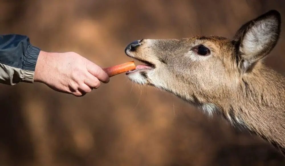 Do Deer Eat Carrots