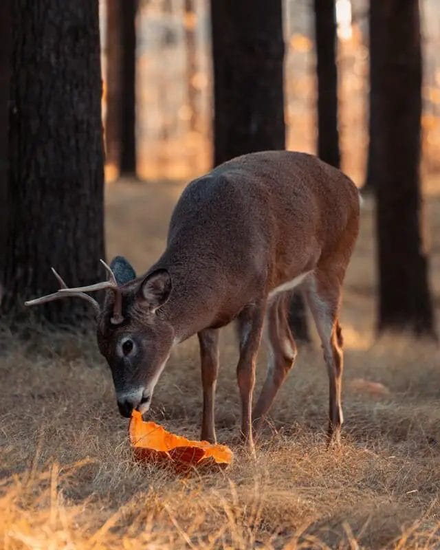 Do Deer Eat Carved Pumpkin? • Support Wild