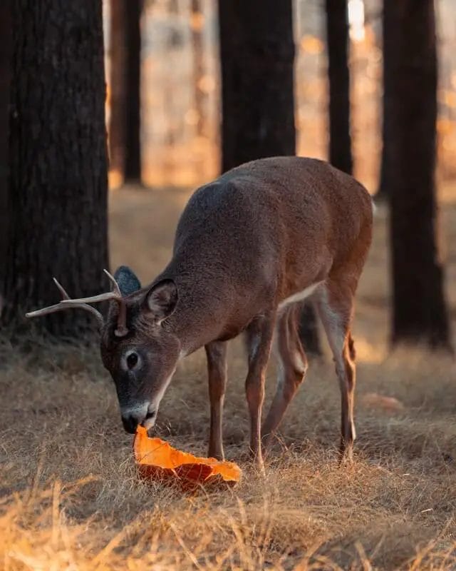 Do Deer Eat Carved Pumpkin