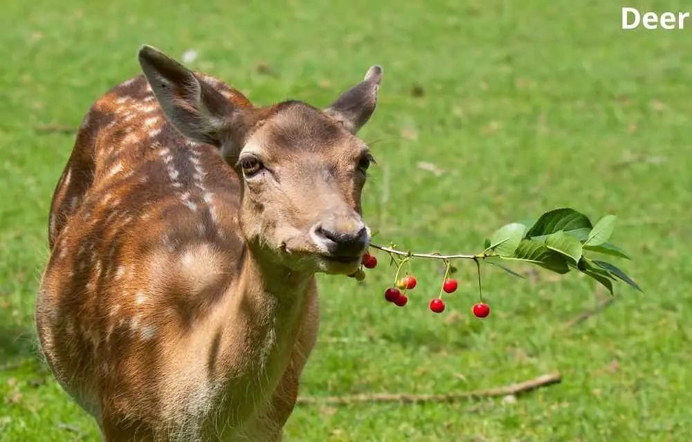 Do Deer Eat Cherry Trees? • Support Wild