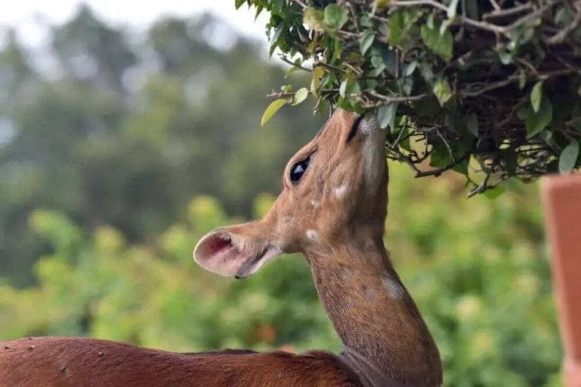 Do Deer Eat Cherry Trees?