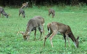 Do Deer Eat Kudzu?