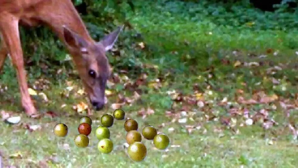 Do Deer Eat Muscadines