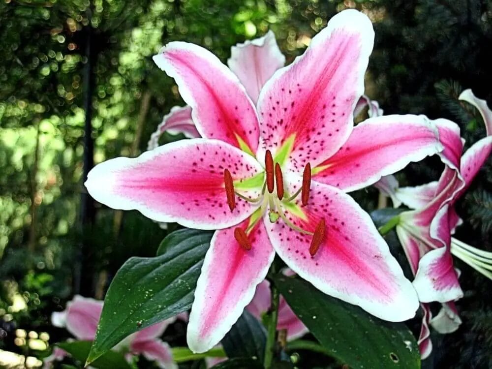 Do Deer Eat Stargazer Lilies