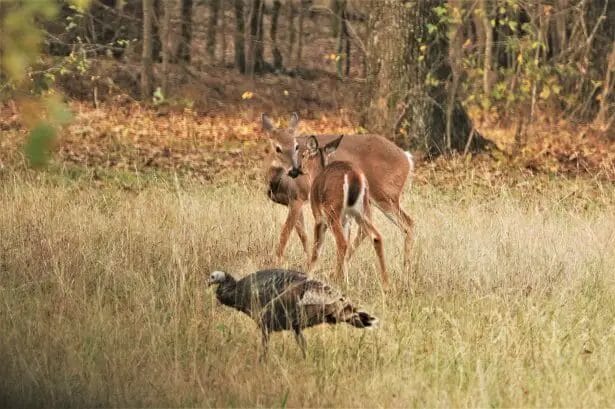 Do Deer Follow Turkey
