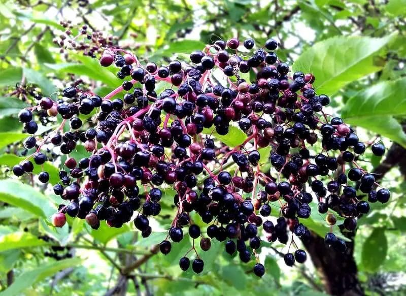 Do Deer Like Elderberry? • Support Wild