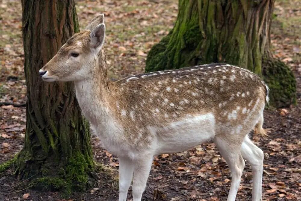 Do Deer Like Figs? • Support Wild