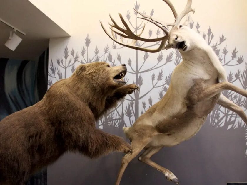 Do Deer and Bear Get Along
