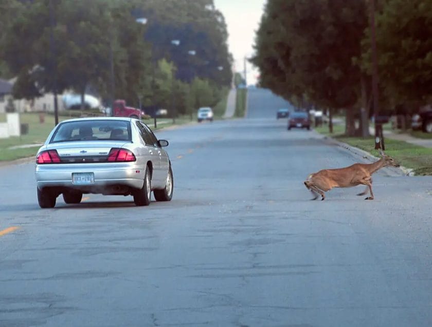 Do Deer feel pain when hit by car