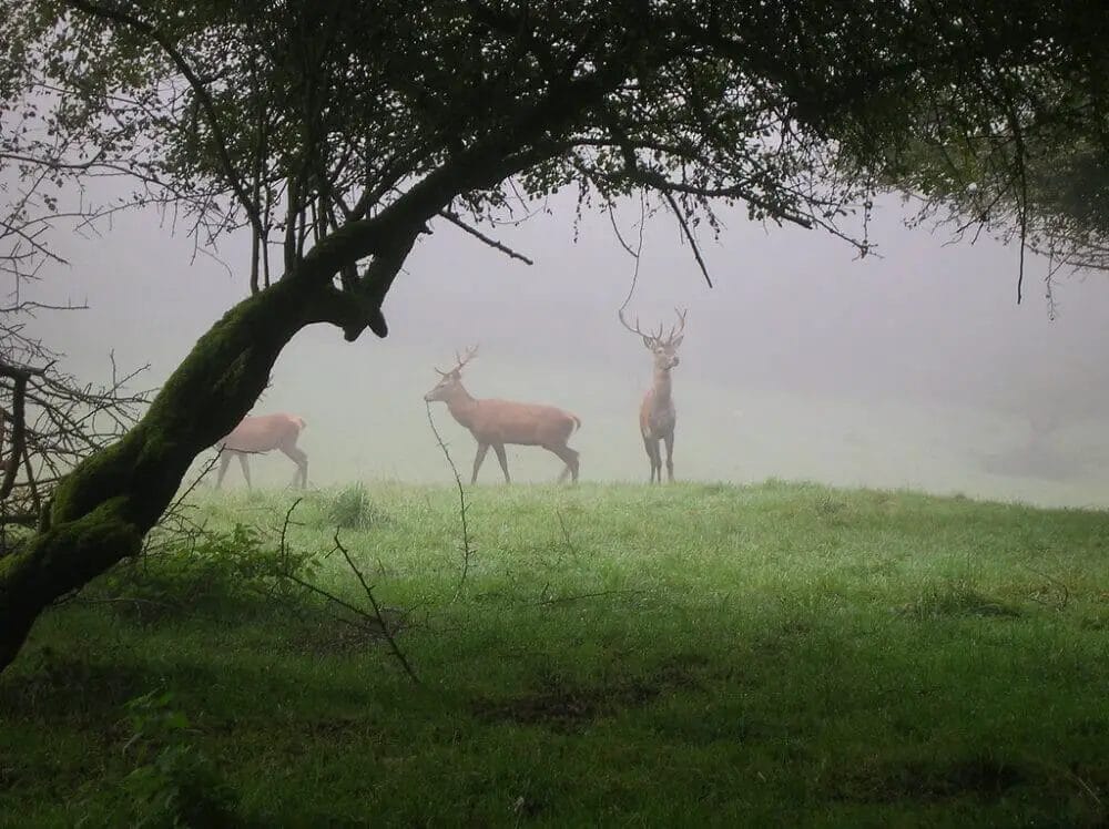 Do Deer like fog
