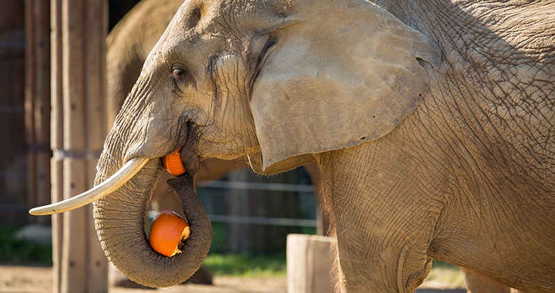 Do Elephant Chew Their Food