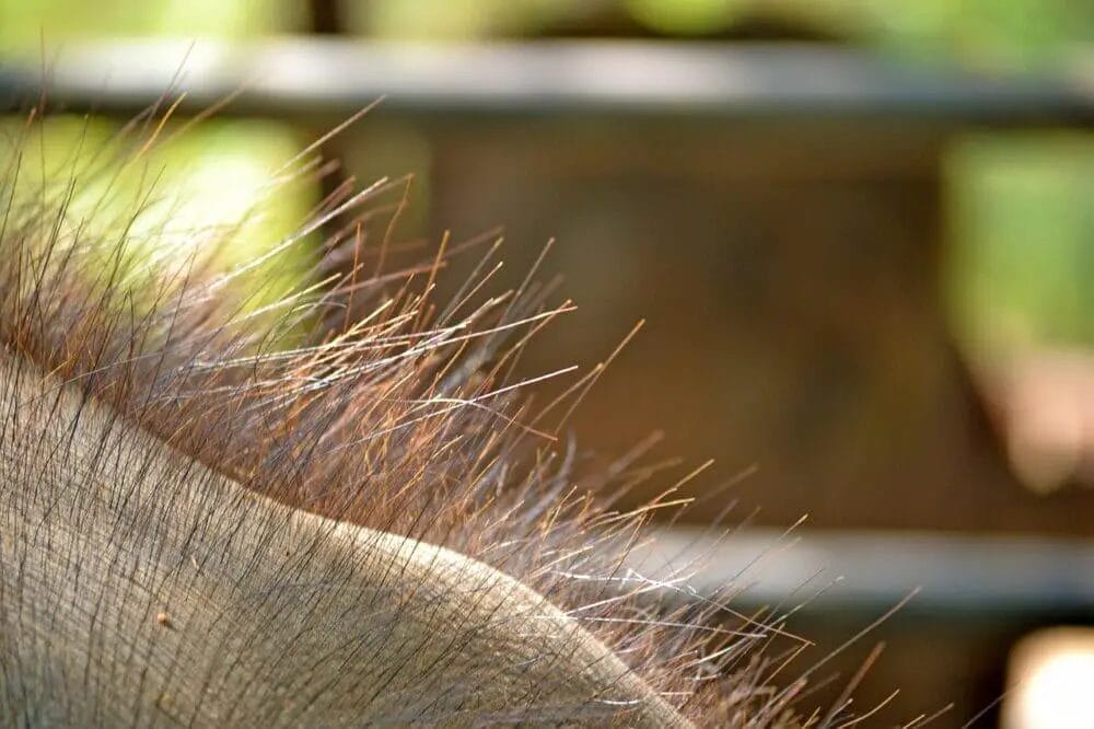 Do Elephant Has Hair