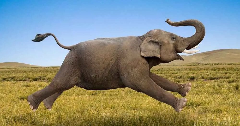 Do Elephant Have Sense Of Humor