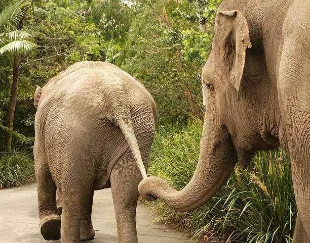 Do Elephants Have Tails? • Support Wild