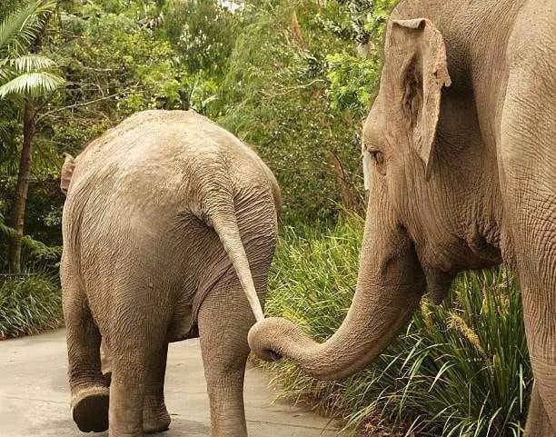 Do Elephant Have Tail