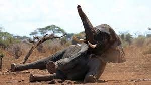 Do Elephants Sleep Lying Down or Standing Up