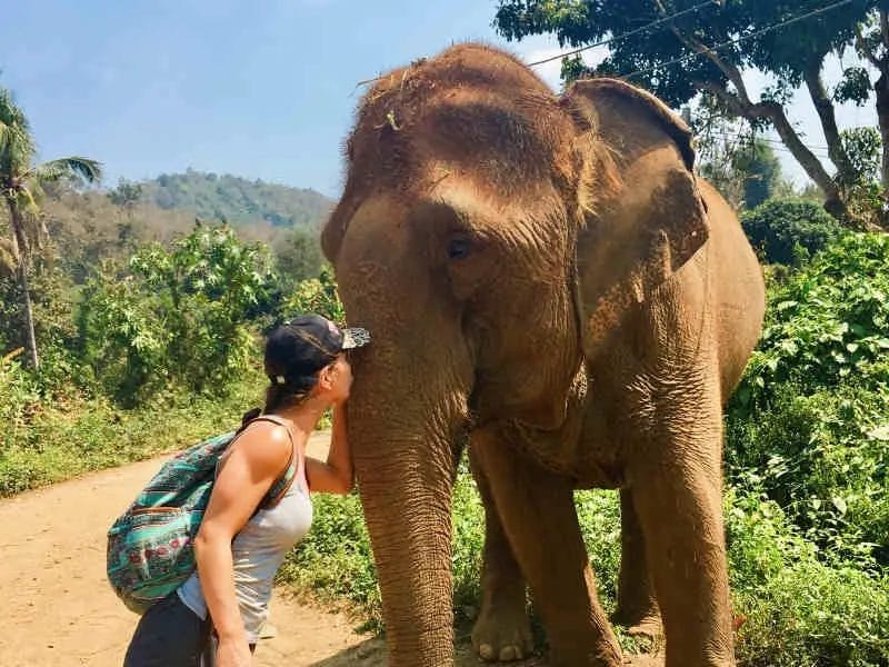 Do Elephants Think Humans Are Cute