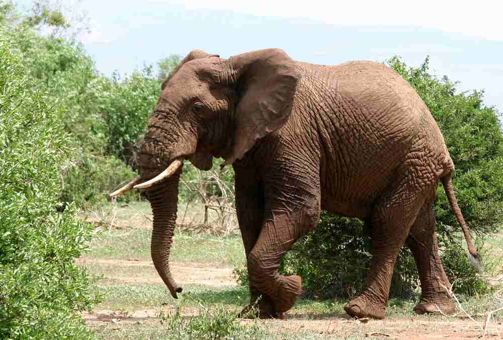 Do Elephants Walk on Their Toes? • Support Wild