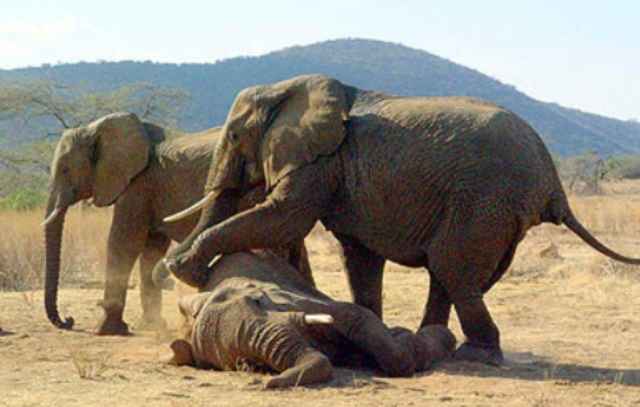 Do Elephant feel emotion