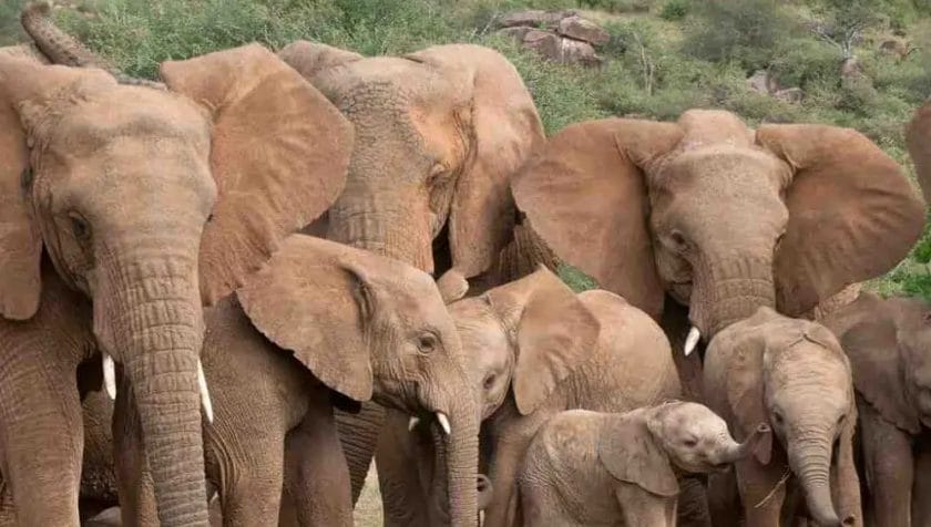 Do Elephants Adopt Orphan