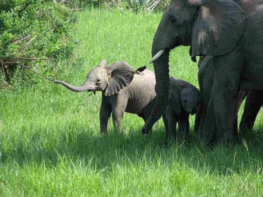 Do Elephants Adopt Orphans