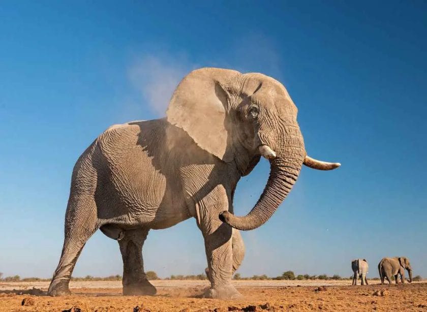 Do Elephants Breathe Through Their Trunks?
