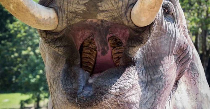 Do Elephants Chew Their Food
