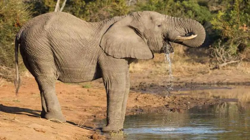 Do Elephants Drink Through Their Nose
