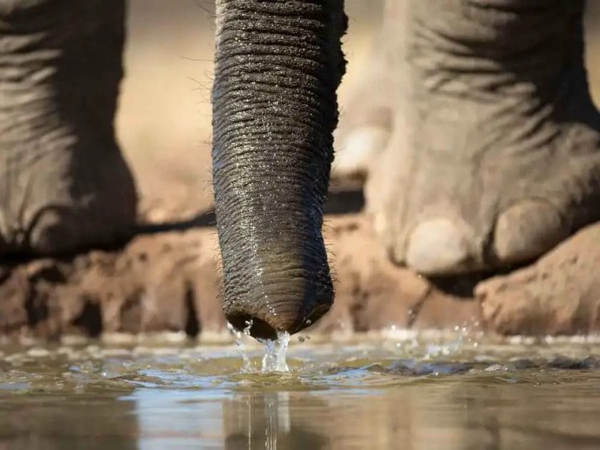 Do Elephants Drink Through Their Nose