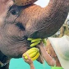 Do Elephants Eat Banana