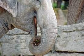 Do Elephants Eat Poop