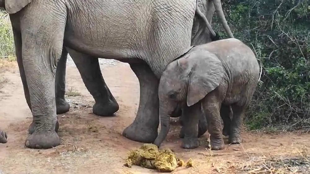 Do Elephants Eat Poops