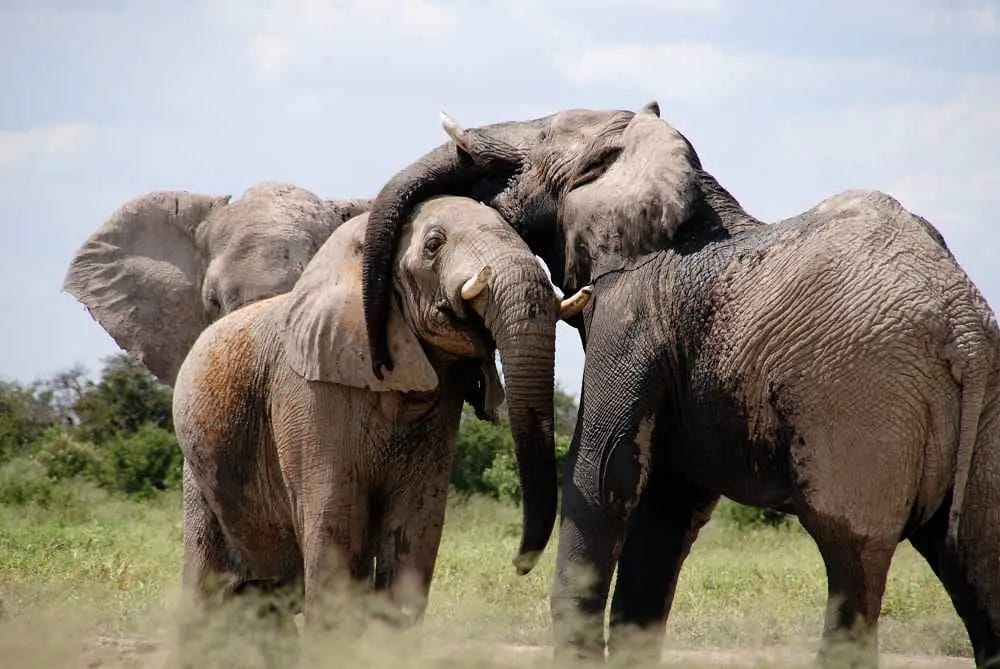 Do Elephants Feel Emotion