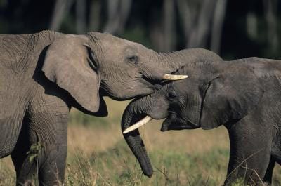 Do Elephants Feel Emotions