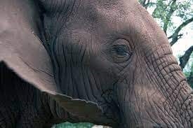 Do Elephants Have Blue Eye