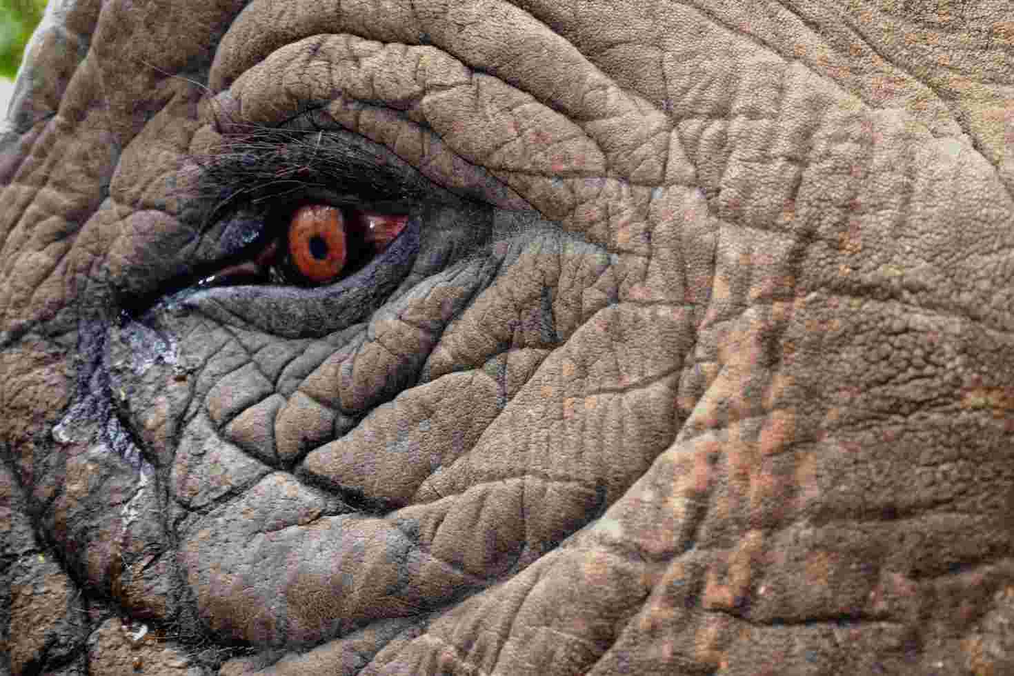 Do Elephants Have Eyebrows? • Support Wild