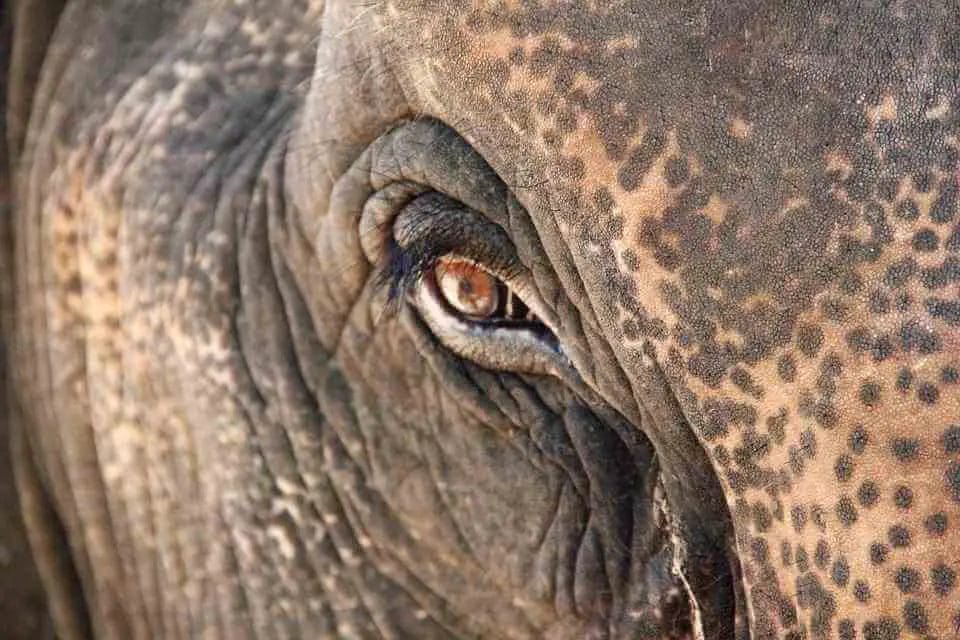 Do Elephants Have Good Eyesight? • Support Wild