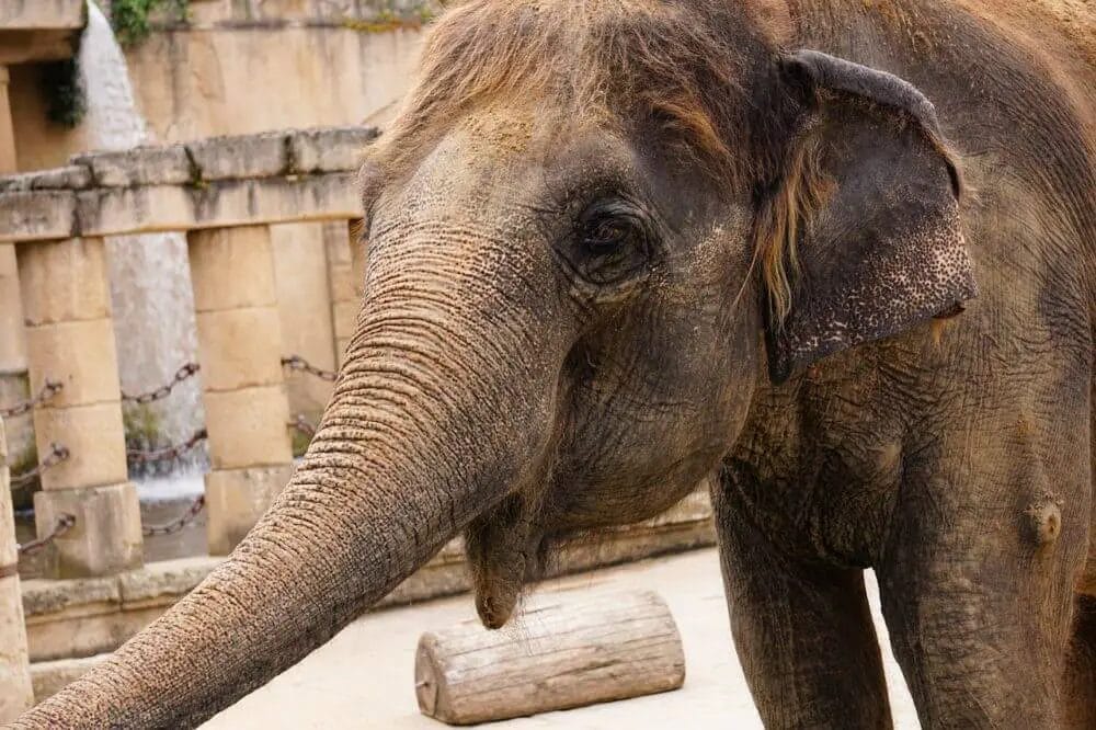 Do Elephants Have Hair