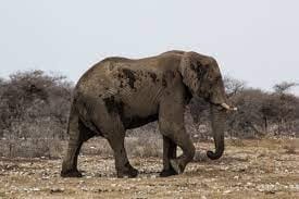 Do Elephants Have Necks