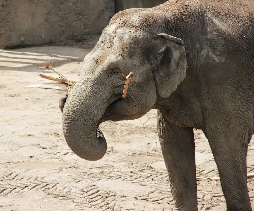 Do Elephants Have an Emotion
