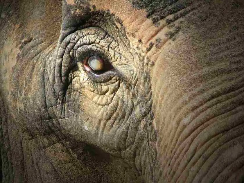 Do Elephants Have very Good Eyesight