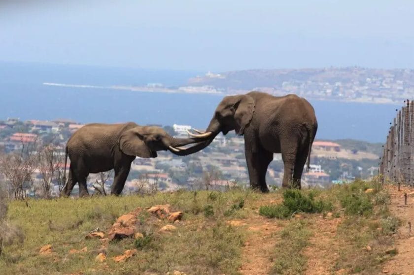 Do Elephants Hold Grudges