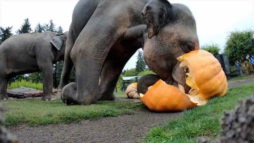 Do Elephants Like Pumpkins