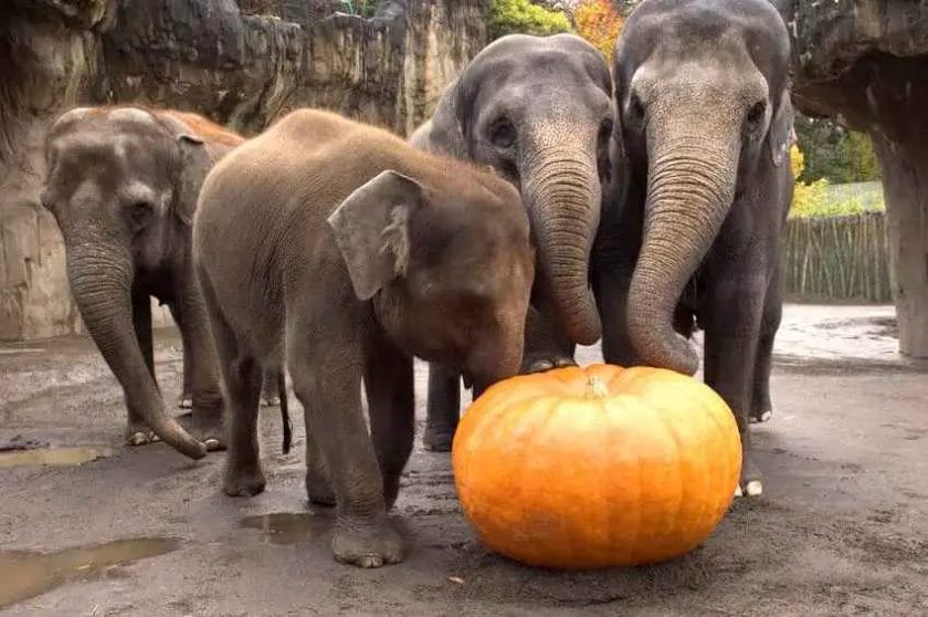 Do Elephants Like Pumpkins