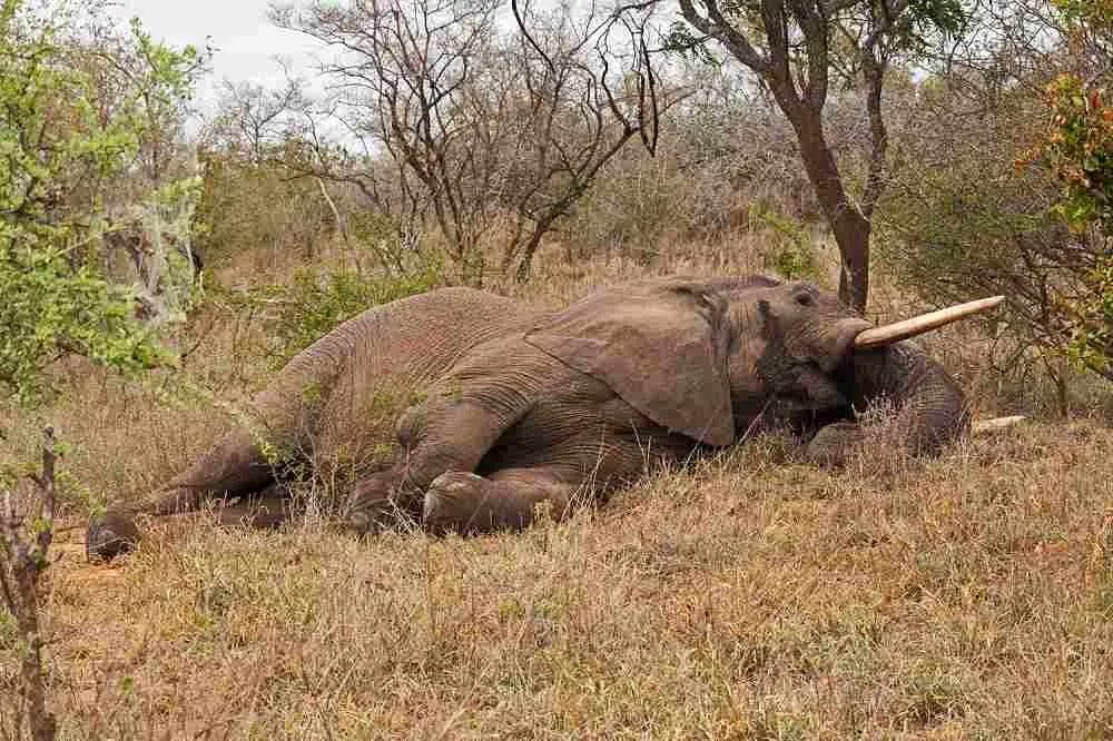 Do Elephants Sleep Lying Down or Standing Up