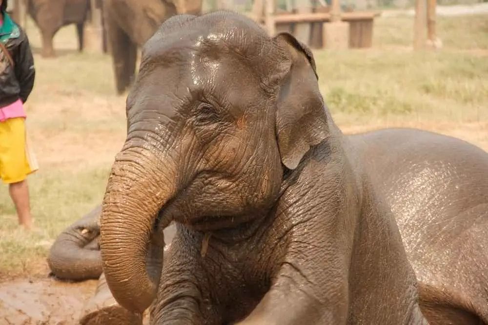 Do Elephants Think Humans Are Cute? • Support Wild