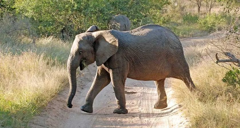 Do Elephants Walk on Their Toe