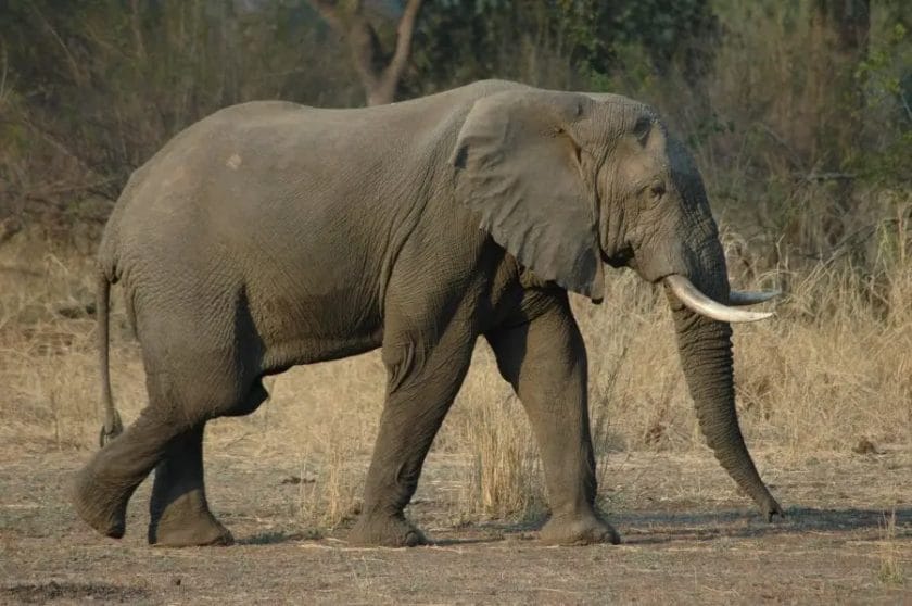 Do Elephants Walk on Their Toes